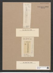 Diatomeae indet. Zeichnungen Sammlung Grunow Nr. 5881 (NHMW-BOT-W0374331)
